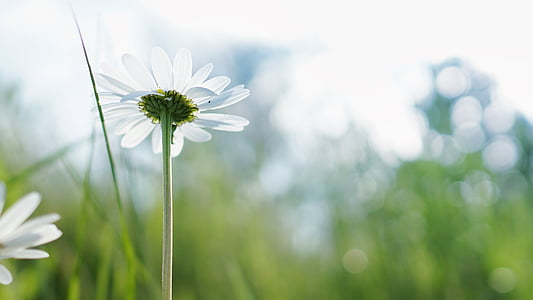 bokeh photography of a white daisy flower thumbnail