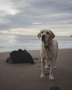 yellow Labrador on sand near shoreline thumbnail