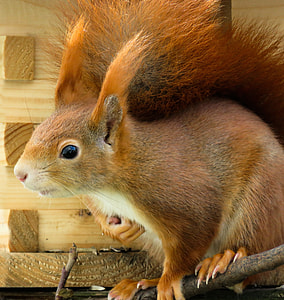 close-up photo of brown rabbit thumbnail