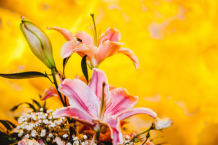 Pink flowers on yellow thumbnail