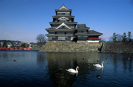 two swan on body of water thumbnail