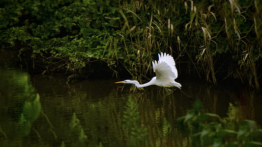 white bird near lake thumbnail