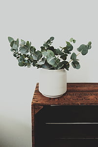 white potted green leaf plant on wooden rack thumbnail