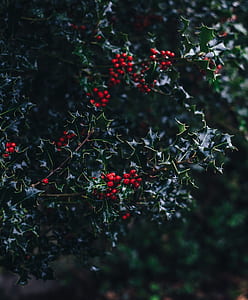 selective focus photography of red cherries tree thumbnail