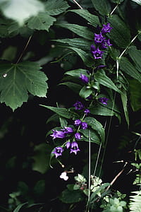 Purple Campanula Flowers Closeup Photography thumbnail