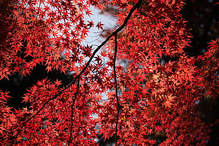 Red Leaf Tree thumbnail