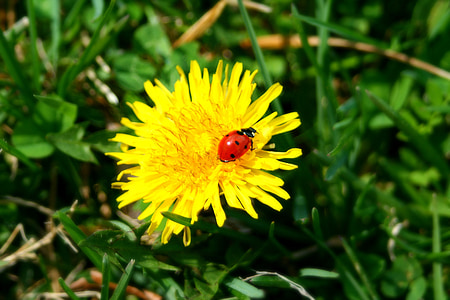 selective focus photography of red ladybug on yellow flower thumbnail