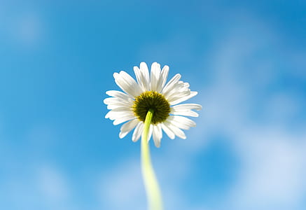 close up photography of daisy flower thumbnail