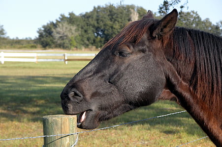 horse biting brown wooden bollard on pen at daytime thumbnail