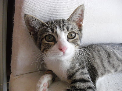 silver and white kitten thumbnail