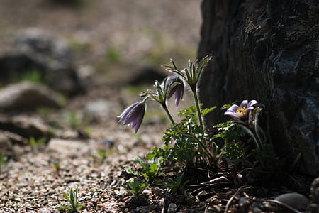 purple petaled flowers on side of tree thumbnail