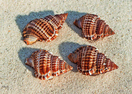 four brown shells thumbnail