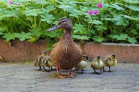 brown duck with ducklings on gray concrete thumbnail