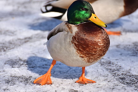 selective focus photography of mallard duck thumbnail