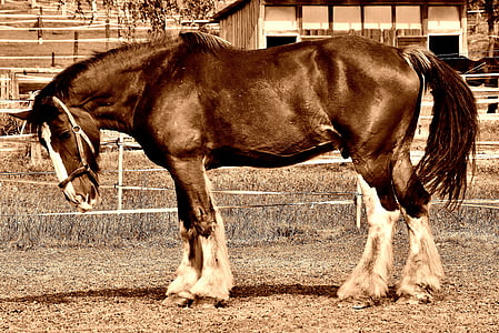 brown horse thumbnail