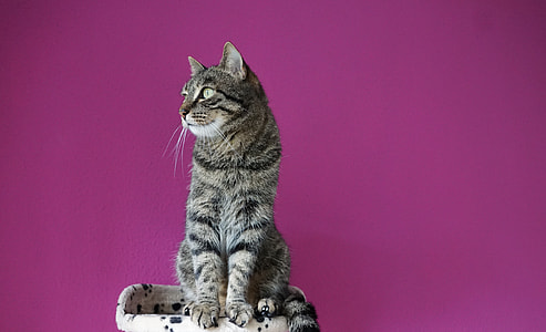 short-furred silver tabby cat thumbnail