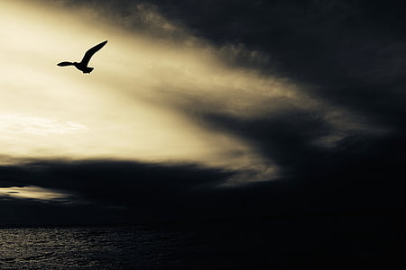 black bird flying thumbnail