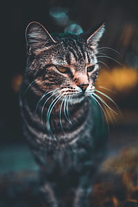 shallow focus photography of gray tabby cat thumbnail