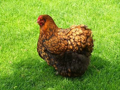 brown and black hen on grass during daytime thumbnail