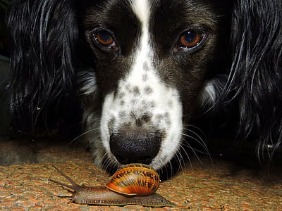 photo of long-coated black and white dog beside a snail on ground thumbnail