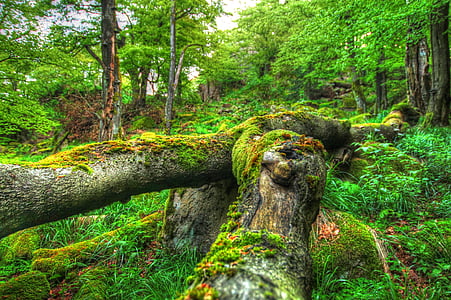 green mossy tree trunk thumbnail