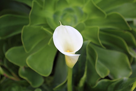 closeup photography of white calla lily flower thumbnail
