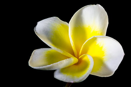 white and yellow plumeria flower in close-up photography thumbnail
