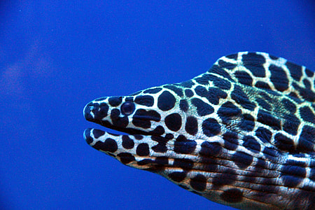 Honeycomb Moray, Gymnothorax Favagineus thumbnail
