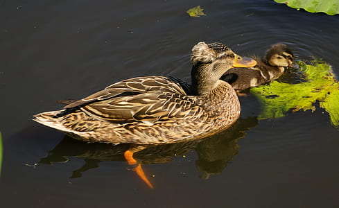brown duck with duckling thumbnail