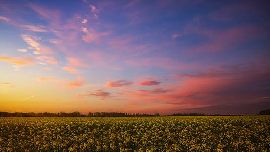 landscape photograph of flower field thumbnail