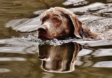 adult chocolate Labrador retriever in body of water thumbnail
