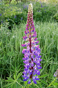 purple flowers thumbnail