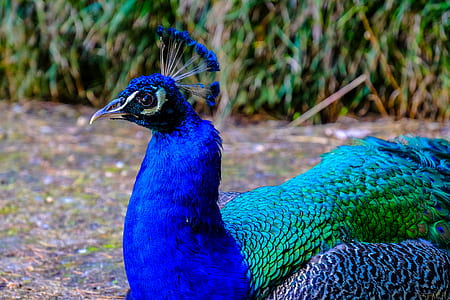 nature, bird, animal, blur thumbnail