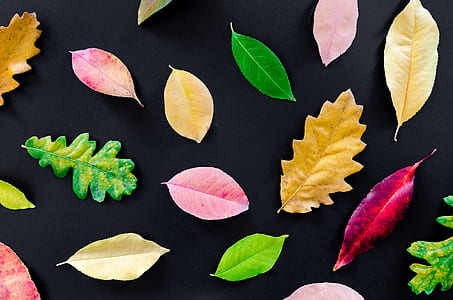 black and multi-colored leaf artworks thumbnail