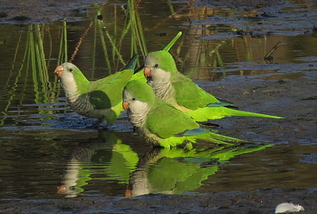 three green birds on body of water thumbnail