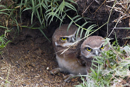 two brown owls under green plants thumbnail