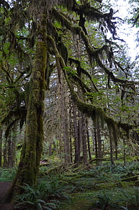 moss-covered tree forest during day thumbnail