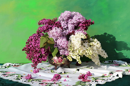 purple, pink, and white lilacs in bloom close up photo thumbnail
