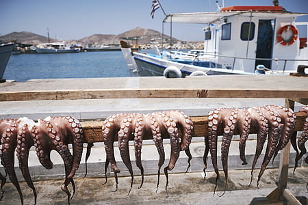 squid tentacles on bench thumbnail