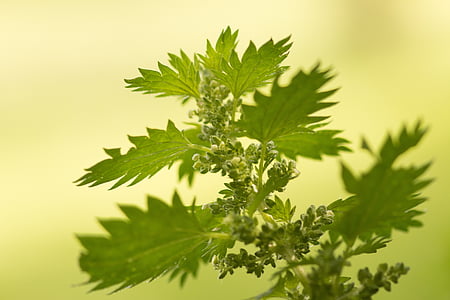 selective focus photography of green leafed plant thumbnail
