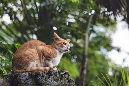 Adult Orange Tabby Cat Sitting on Boulder thumbnail