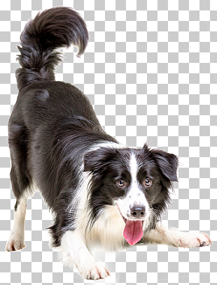 Border Collie Puppy Cat Pet Veterinarian, dogs, adult black and white border collie PNG clipart