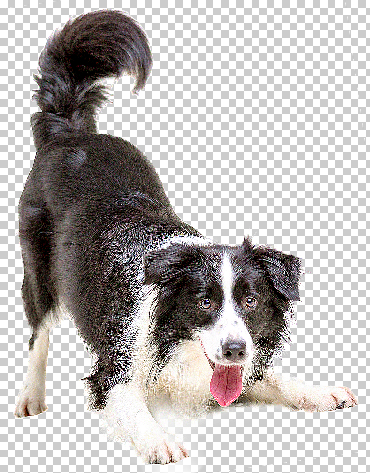 Border Collie Puppy Cat Pet Veterinarian, dogs, adult black and white border collie PNG clipart