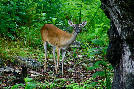 brown animal on green grass thumbnail