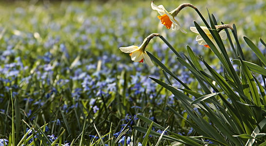 white petaled flowers at daytime thumbnail