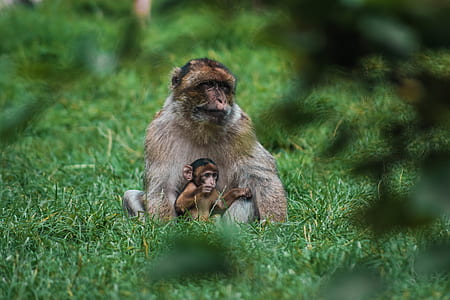 selective focus of monkeys on grass field thumbnail