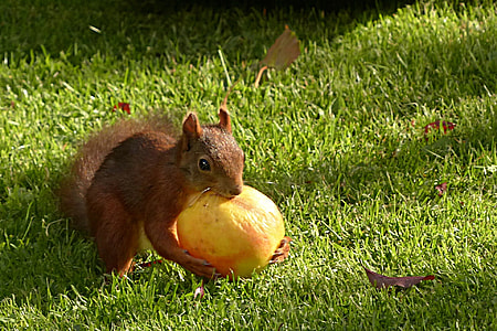 brown squirrel holding yellow fruit thumbnail