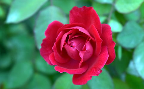 selective focus photo of red rose thumbnail