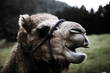 brown camel photo thumbnail