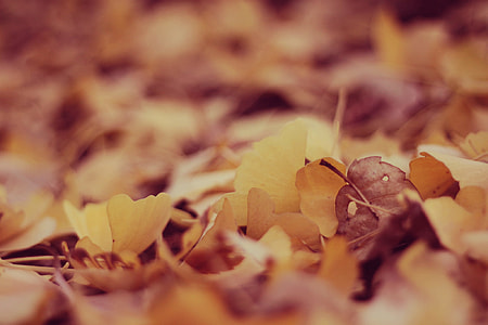 shallow depth of field photo of yellow and brown leaves thumbnail